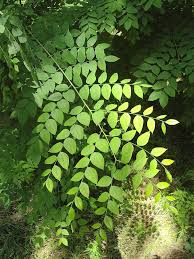 Attēlu rezultāti vaicājumam “Gymnocladus dioicus leaf”