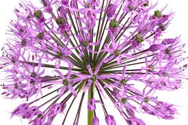 Attēlu rezultāti vaicājumam “Allium holandicum”