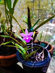 Attēlu rezultāti vaicājumam “Diderma ochraceum young”