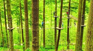 Image result for Go Ape! Dalby