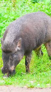 Attēlu rezultāti vaicājumam “Sus scrofa”