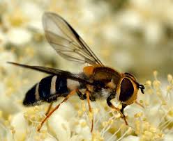 Attēlu rezultāti vaicājumam “Leucozona glaucia”