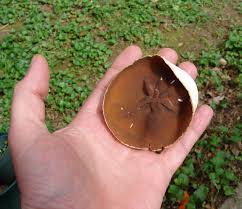 Attēlu rezultāti vaicājumam “Peziza repanda”