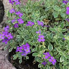 Image result for Aubrieta hybrida (cultorum)