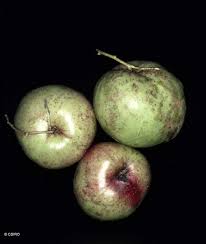 Attēlu rezultāti vaicājumam “Corynephorus canescens fruit”