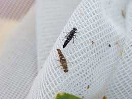 Attēlu rezultāti vaicājumam “Therevidae”