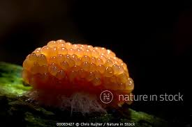 Attēlu rezultāti vaicājumam “Tubifera sp.”