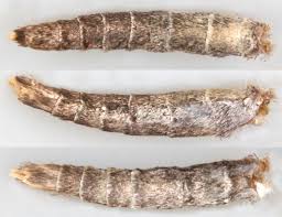 Attēlu rezultāti vaicājumam “Anania lancealis”