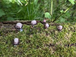 Attēlu rezultāti vaicājumam “Physarum rubiginosum plasmodium”