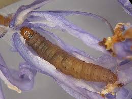 Attēlu rezultāti vaicājumam “Eana incanana”