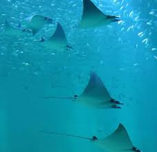 Image result for Mobula hypostoma