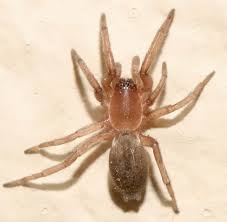 Attēlu rezultāti vaicājumam “Gnaphosidae”