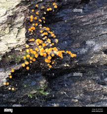 Attēlu rezultāti vaicājumam “Bactridium flavum”