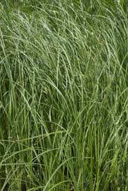 Attēlu rezultāti vaicājumam “Glyceria striata leaf”