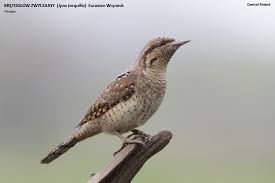 Attēlu rezultāti vaicājumam “Jynx torquilla”