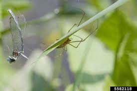 Attēlu rezultāti vaicājumam “Tetragnatha montana”