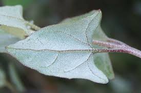 Attēlu rezultāti vaicājumam “Atriplex calotheca leaf”