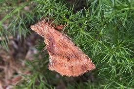 Attēlu rezultāti vaicājumam “Ptilodon capucina larva”