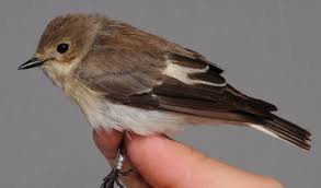 Attēlu rezultāti vaicājumam “Ficedula hypoleuca female”