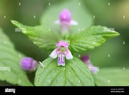 Attēlu rezultāti vaicājumam “Galeopsis bifida”