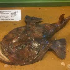Image result for Lophius americanus