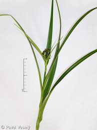 Attēlu rezultāti vaicājumam “Scirpus sylvaticus flower”