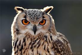 Attēlu rezultāti vaicājumam “Bubo bubo”