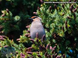 Attēlu rezultāti vaicājumam “Bombycilla garrulus adult”