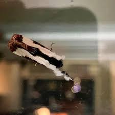 Attēlu rezultāti vaicājumam “Clossiana euphrosyne upperside”