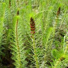 Attēlu rezultāti vaicājumam “Myriophyllum alterniflorum leaf”