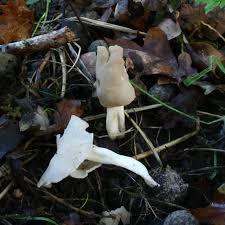 Attēlu rezultāti vaicājumam “Helvella elastica”