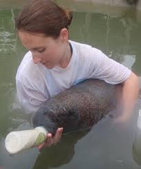 Dr. Katie Tripp bottle feeds a manatee named Twiggy at the Wildtracks Rehabilitation Facility in Sarteneja, Belize. (Photo by Lynda Green) - Bottle-Feeding-Twiggy-at-Wildtracks-June-4-2010-Copy