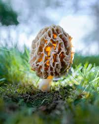 Attēlu rezultāti vaicājumam “Cratarellus cornucopioides”