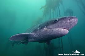 Image result for Notorynchus cepedianus