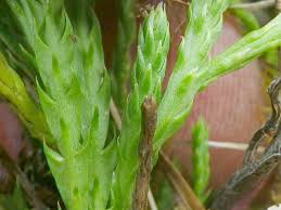 Attēlu rezultāti vaicājumam “Diphasium complanatum”