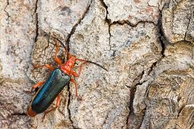 Attēlu rezultāti vaicājumam “Rhamnusium bicolor”