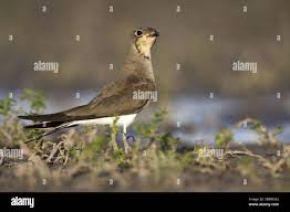 Image result for Glareola pratincola