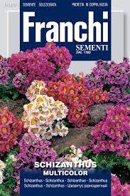 Image result for Schizanthus