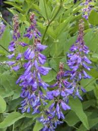 Attēlu rezultāti vaicājumam “Galega orientalis leaf”