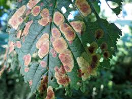 Attēlu rezultāti vaicājumam “Sacchiphantes abietis exuvia”