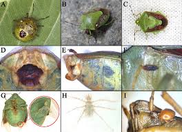 Attēlu rezultāti vaicājumam “Gymnosoma sp.”