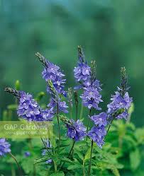 Attēlu rezultāti vaicājumam “Veronica austriaca subsp. teucrium flower”