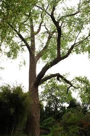 Attēlu rezultāti vaicājumam “Populus x canadensis”