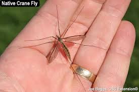 Attēlu rezultāti vaicājumam “Tipulidae male”