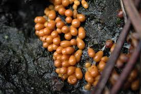 Attēlu rezultāti vaicājumam “Leocarpus fragilis spores”