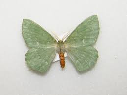 Attēlu rezultāti vaicājumam “Geometra papilionaria”