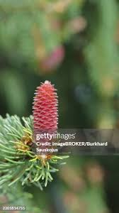 Attēlu rezultāti vaicājumam “Picea abies male flower”