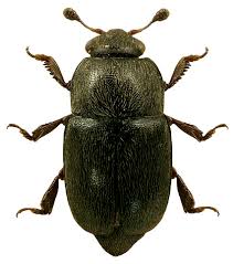 Attēlu rezultāti vaicājumam “Meligethes sp.”