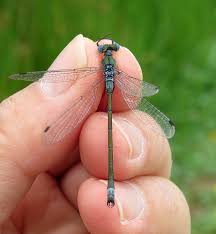 Attēlu rezultāti vaicājumam “Lestes dryas male”