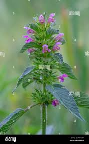 Attēlu rezultāti vaicājumam “Galeopsis bifida”